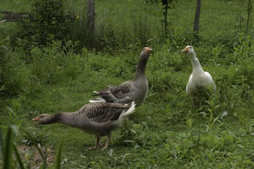 three birds standing in the grass in a field at Marguerite's Ferme rustique in Saint-Germain-du-Bois