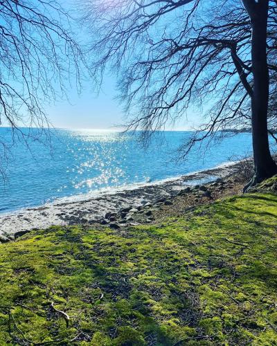 a view of a beach with a tree and the water at Bellinge House in Horreby
