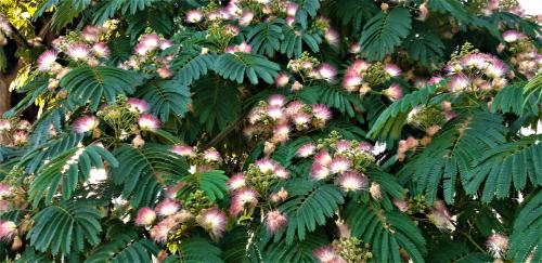 een boom met veel groene bladeren met roze bloemen bij Casa Às Sete in Angra do Heroísmo