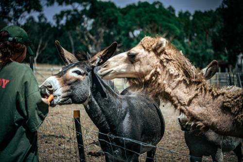 two giraffes eating a carrot from a carrot at Galahad's Animal Sanctuary B&B in Gisborne