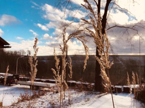 a tree and some tall grass in the snow at Schwedische Winter Hütte unter Buchen in Landolfshausen