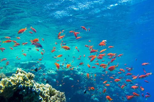 Gambar di galeri bagi OHHSEM Hotel di Semporna