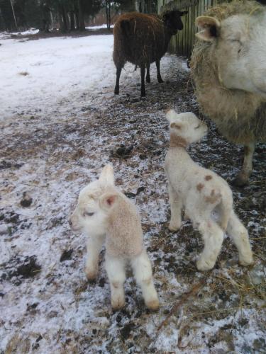 two baby lambs are standing in a snow covered field at Aadniel's Holiday Village in Aula
