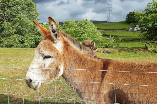 a brown donkey standing behind a wire fence at Halsteads: peaceful location, stunning views in Soutergate