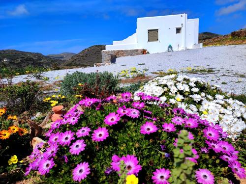 a field of flowers in front of a white building at Zeidoron Country Houses Naxos (Gaia House) in Káto Potamiá