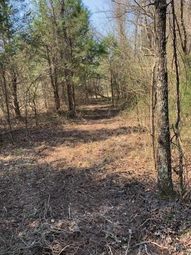 a dirt road in a wooded area with trees at Caddo Cabin on Collier Creek in Norman