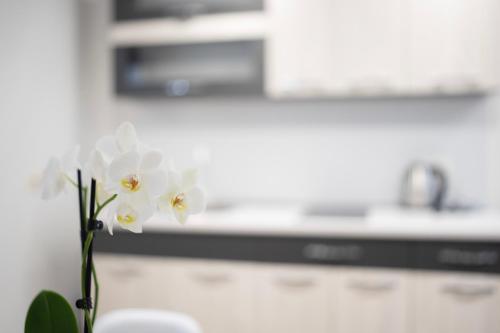 wazon z białymi kwiatami na blacie kuchennym w obiekcie Apartman Amina w mieście Mostar