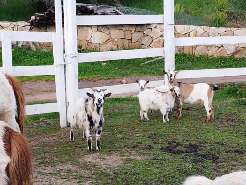 a group of goats standing next to a fence at Stazzo Galeone in Casagliana