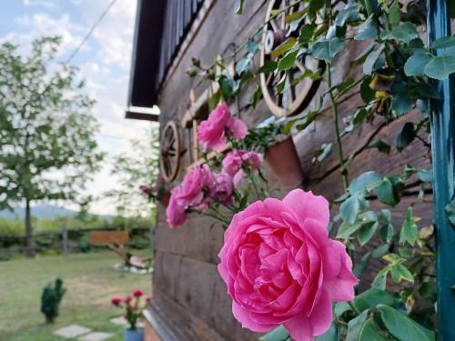 a pink rose on the side of a building at Stara hiža Vlašić in Kostanjevac