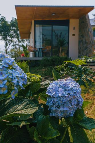 a bush of blue flowers in front of a house at Melody Retreat - Venuestay in Hòa Bình