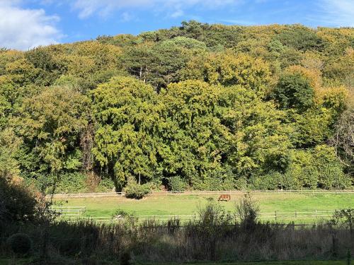 un caballo pastando en un campo frente a un árbol en Le Manoir by CauxCottes, en Vattetot-sur-Mer