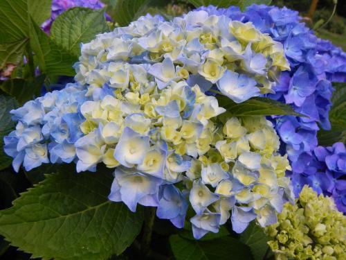 Ein Haufen blauer und gelber Blumen auf einer Pflanze in der Unterkunft Le Moulin des Prés in Vesoul