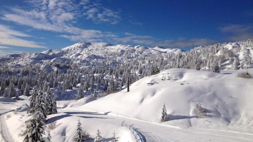 a mountain covered in snow with trees in the foreground at Center Aviano Comfort Suite FREE PARKING WIFI in Aviano