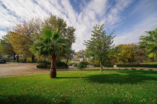 a palm tree in a grassy field with trees at ARIA - Villa di Campagna in Montecorvino Rovella