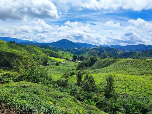 a view of a tea plantation in the hills at Muji Homestay @ The Retreat, Cameron Highlands in Cameron Highlands