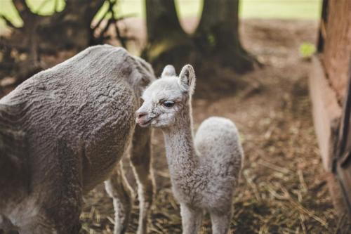 a baby ostrich standing next to an adult camel at Jonavos alpakų svečių namai in Jonava