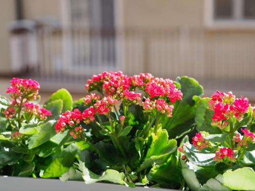 a group of pink flowers with green leaves at Le Nicchie - Ospitalità di Puglia in Bisceglie