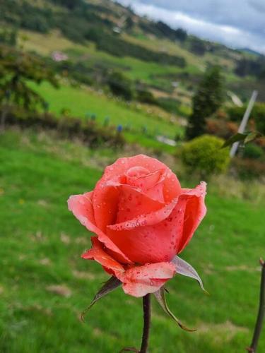a red rose with water drops on it in a field at Cabaña Campestre Montreal in Paipa