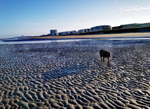 un perro parado en una playa de arena en HHVDK aan zee, en Oostduinkerke