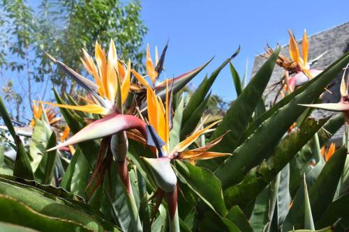 Zahrada ubytování le Strelitzia 1