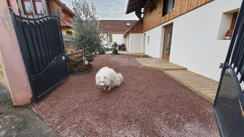 Ein kleiner weißer Hund, der in einer Einfahrt läuft. in der Unterkunft Votre chez vous in Bergheim