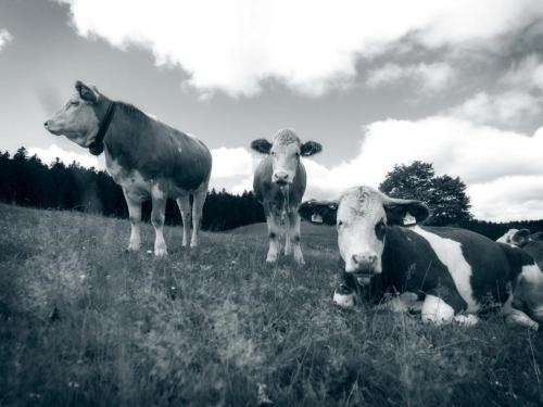 a group of cows standing in a field at ThälerHäusle in Furtwangen