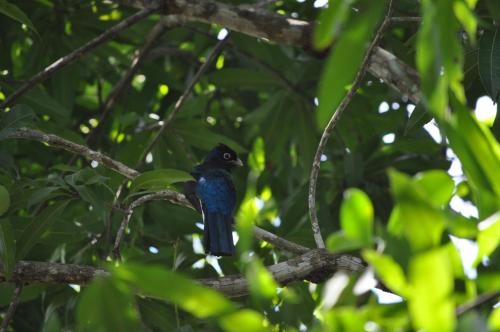 Animaux dans le lodge ou à proximité