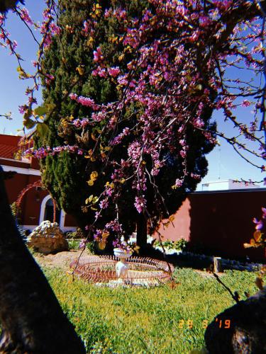 a tree with pink flowers in a yard at Airport Rooms - Bari in Bari