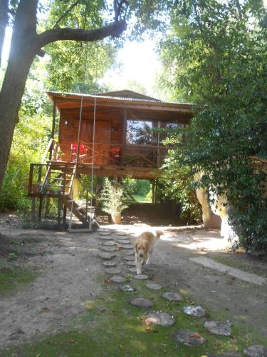 a dog walking in front of a tree house at Cabaña Los Alcanfores in Tigre