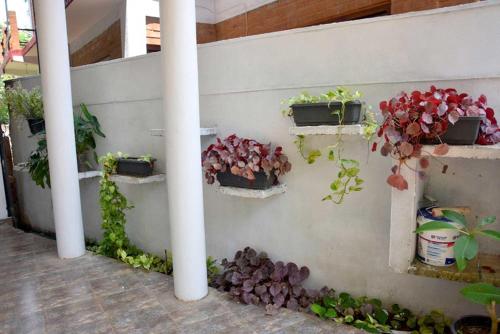 a group of potted plants on a wall at Thinaya Lake Resort in Anuradhapura