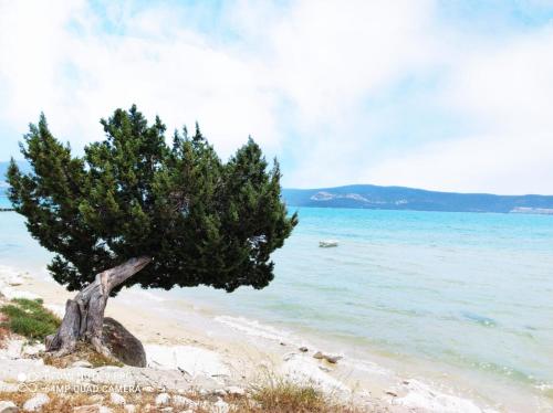 a tree on a sandy beach next to the water at Stilvolle Villa mit Strandlage in Didim