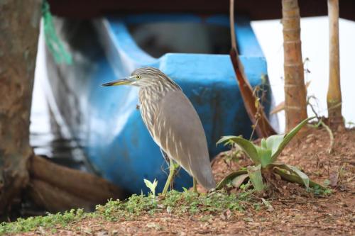 a bird standing next to a blue car at Moonshade Handapanagala in Monaragala