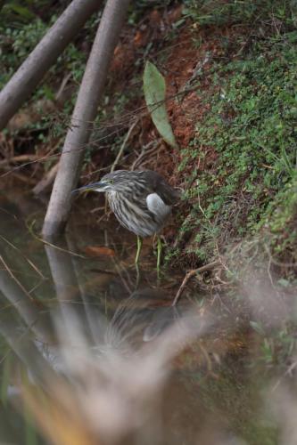 a bird standing on the ground in the water at Moonshade Handapanagala in Monaragala