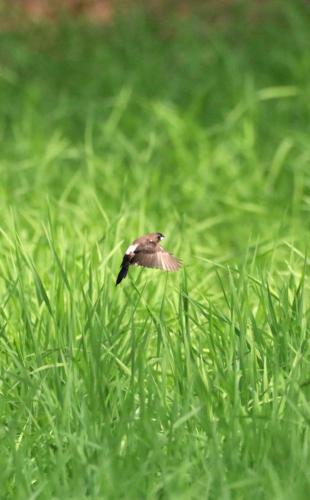 a small bird flying through the green grass at Moonshade Handapanagala in Monaragala