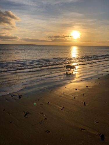 a dog walking on the beach at sunset at Balloan Steading West in Dornoch
