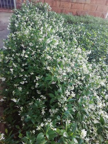 a bush with white flowers in a yard at Wegkomkans B&B in Fouriesburg