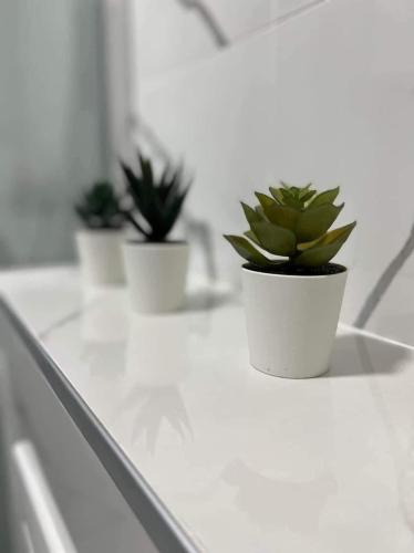 three potted plants sitting on top of a counter at Apartment A20 in Novi Sad