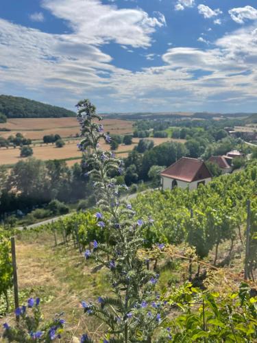 a view of a vineyard from a hill with blue flowers at Ferienhaus Traminer im Weinberg in Freyburg