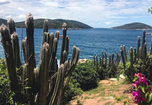 a cactus in front of a body of water at Casa Arraial do Cabo Beachfront in Arraial do Cabo