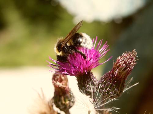 a bumblebee is sitting on a pink flower at Familienwanderhof Eggeler in Liesing