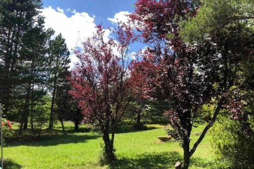 ギャップにあるGuest House à la Natureの畑に紅葉した木2本