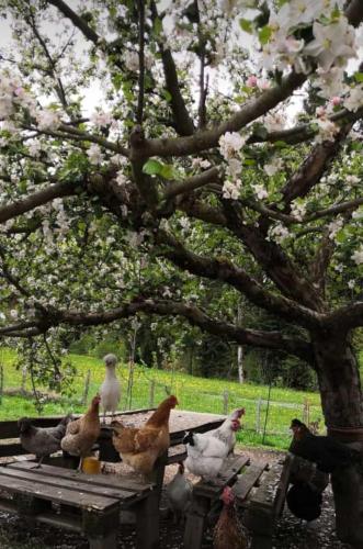 a group of chickens sitting on a picnic table under a tree at Ferienwohnung Frieda in Ellmau