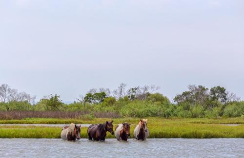a group of horses standing in the water at Chincoteague Inn in Chincoteague