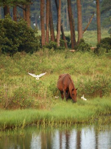 a cow grazing in the grass next to a body of water at Chincoteague Inn in Chincoteague
