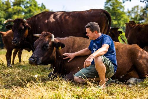 a man is petting a cow in a field at Żywkowo Bocianie Gospodarstwo Rolne in Górowo Iławeckie