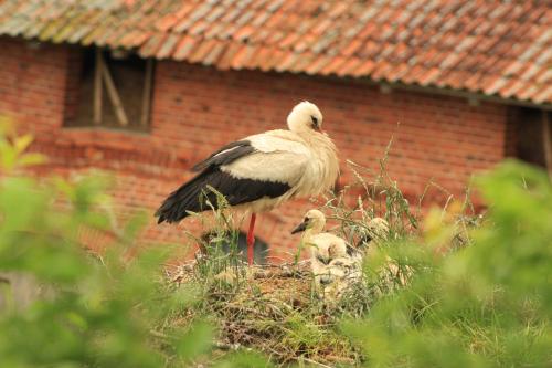 a large bird and a baby bird standing on a nest at Żywkowo Bocianie Gospodarstwo Rolne in Górowo Iławeckie