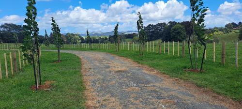 un chemin de terre dans un vignoble planté d'arbres dans l'établissement Country Comfort, à Hamilton