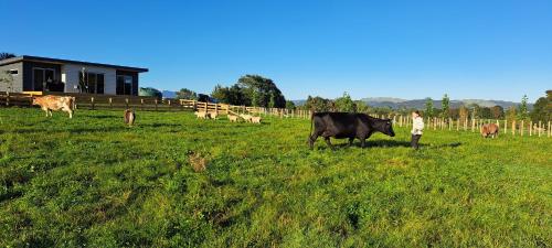 a person standing in a field with a herd of cows at Country Comfort - only 10 minutes from Hamilton CBD in Hamilton