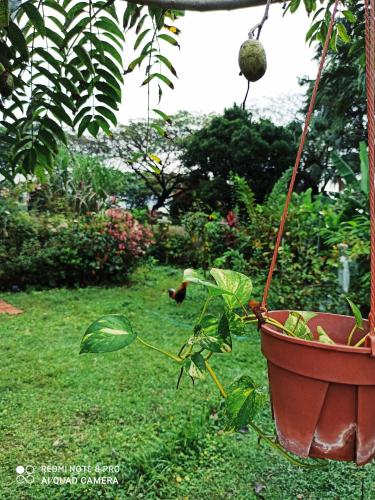 a plant in a hanging pot in a garden at Bdr Bukit Tinggi Klang Tropicana Garden Homestay in Klang