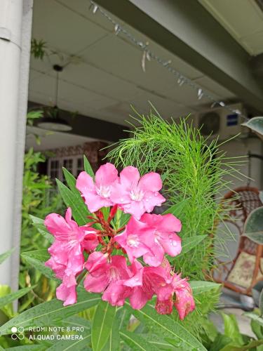 a bunch of pink flowers in a pot at Bdr Bukit Tinggi Klang Tropicana Garden Homestay in Klang